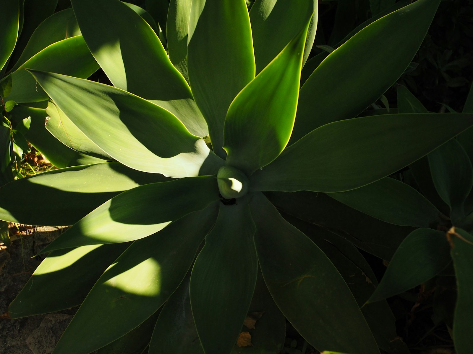 Agave leaves catching afternoon sun in a Tucson xeriscape bed