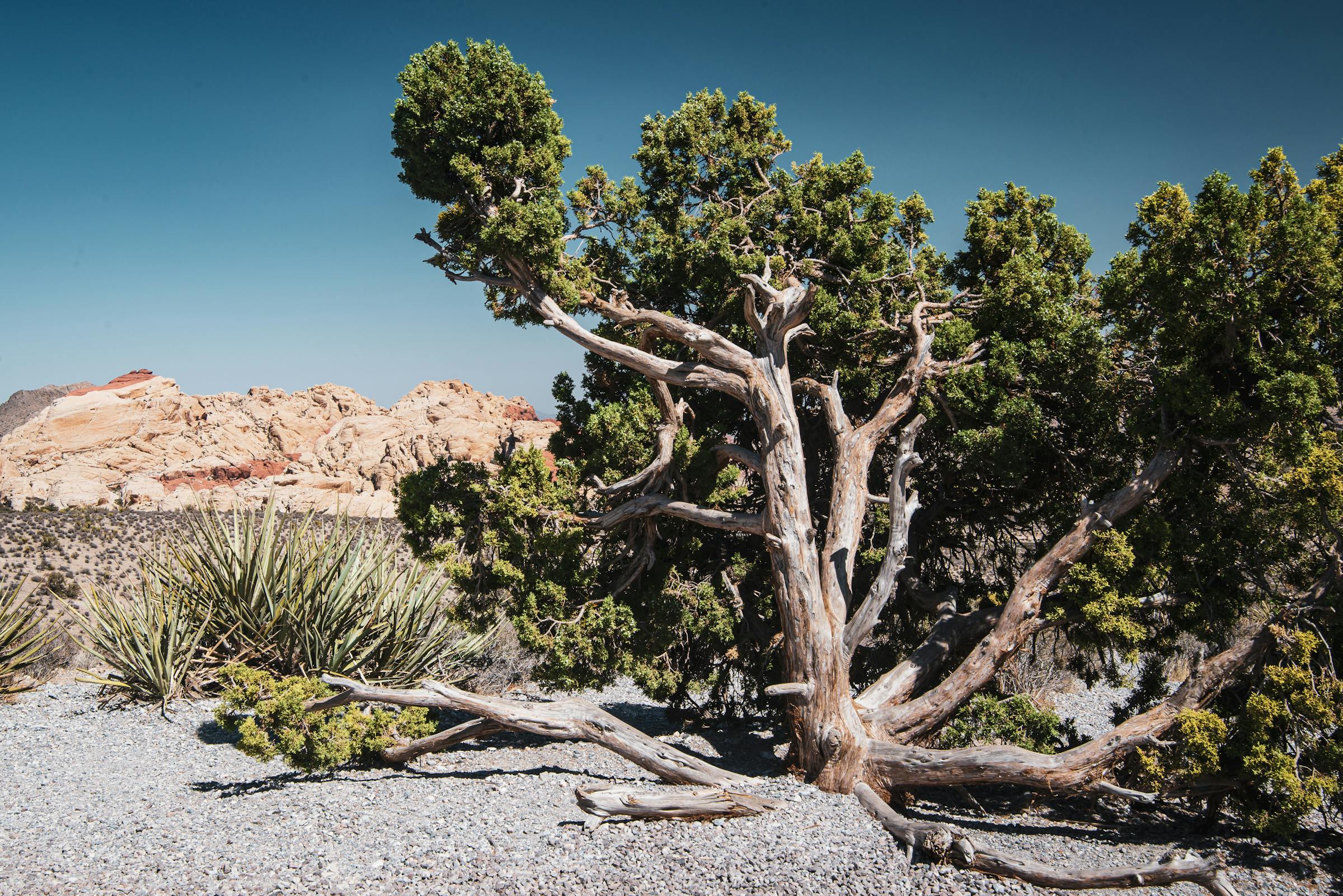 Mature gnarled Sonoran desert tree with sculptural canopy