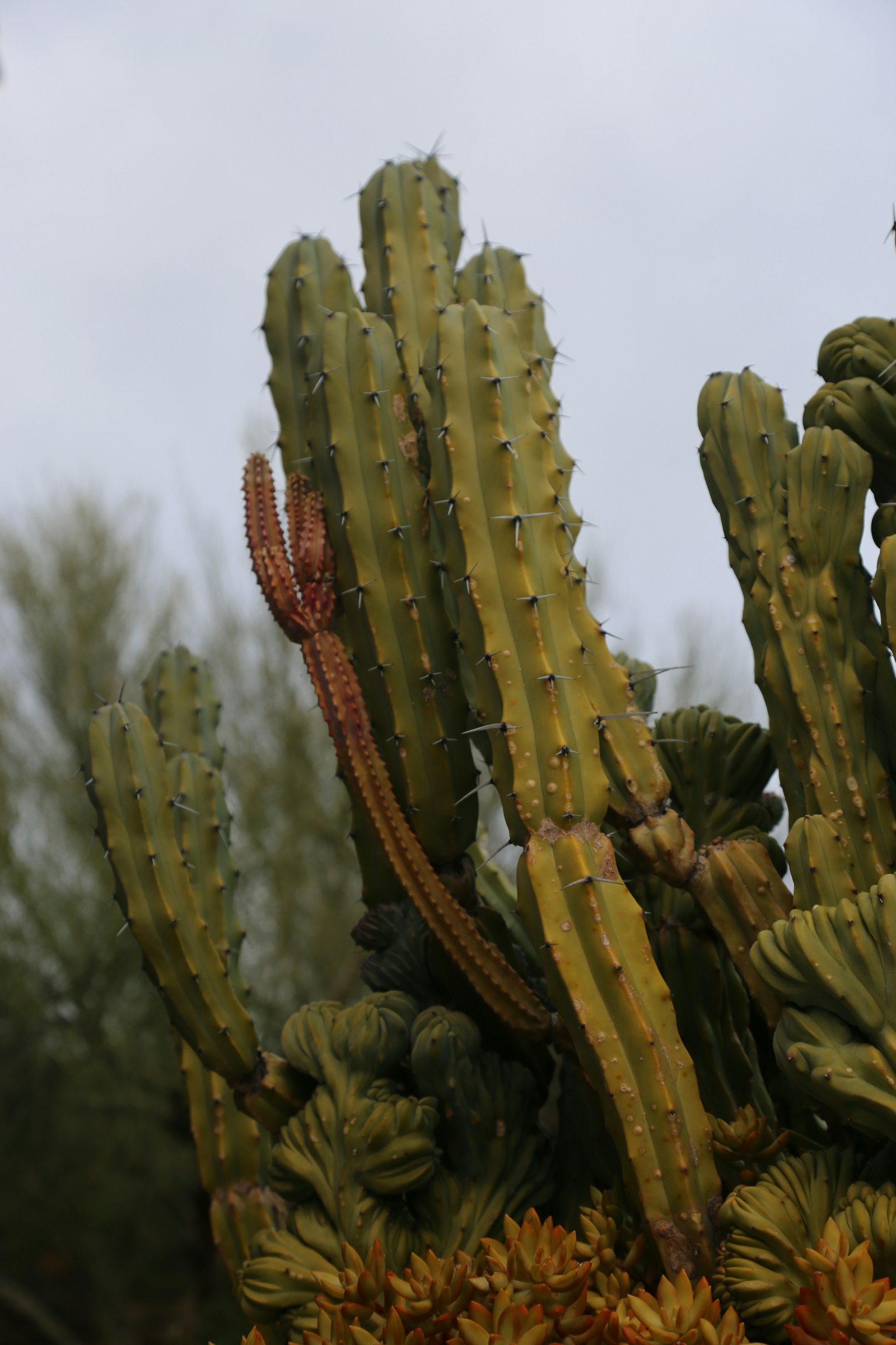 Tucson desert yard with mature cacti and gravel ground cover, morning light