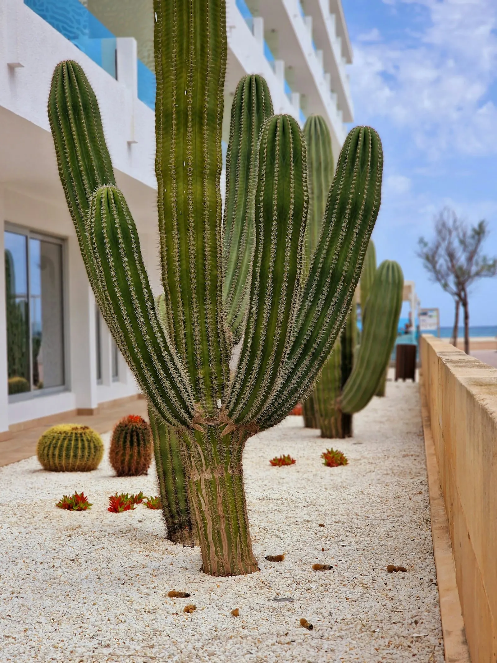 Decomposed granite walkway lined with cacti, Sonoran style