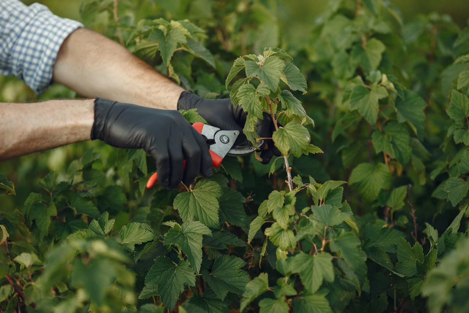 Pruning shears trimming a green plant