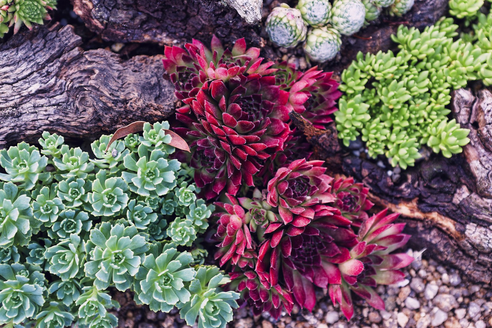 Close-up of mixed succulents and bark mulch in a desert bed