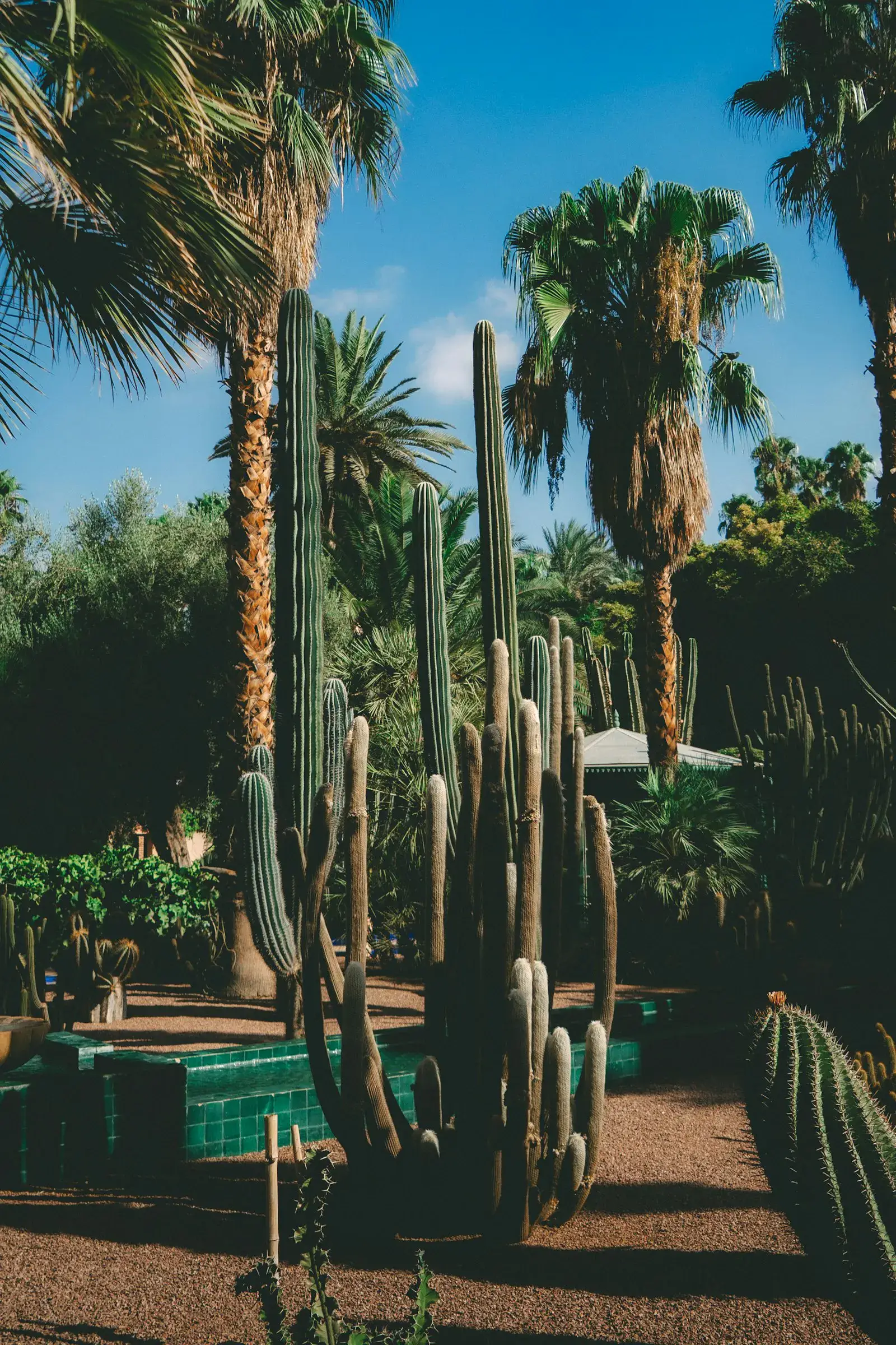 Tall saguaro and palms in a mature xeriscape front yard